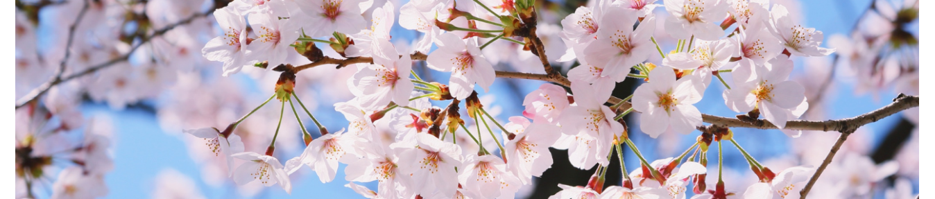 The Florals massage candles - Sapone & Sens